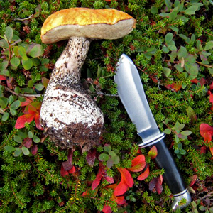 Bolete on the Tundra